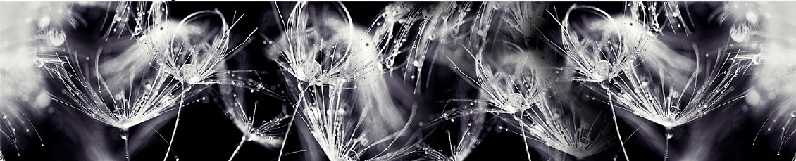 Kuchyňský panel ABS plast Dandelions BW 3000x600mm 1,5mm