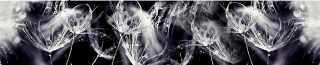 Kuchyňský panel ABS plast Dandelions BW 3000x600mm 1,5mm